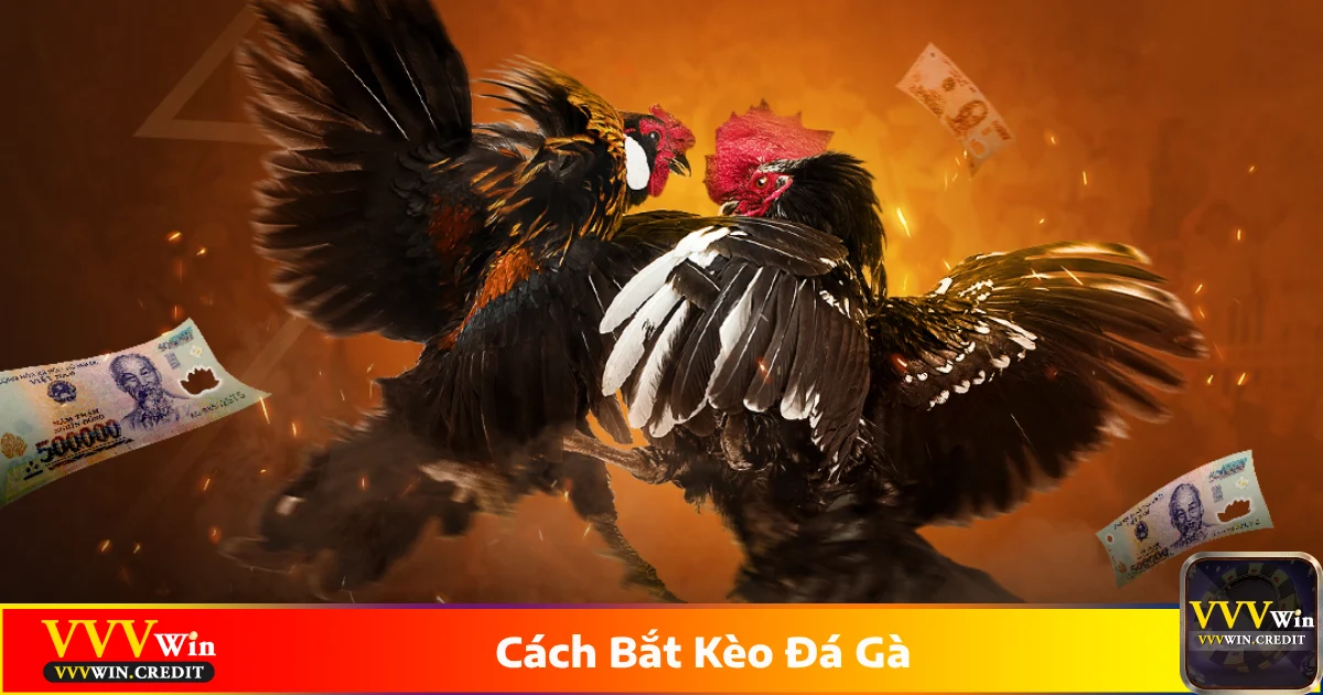Cách Bắt Kèo Đá Gà - Quy Tắc Cá Cược Hiệu Quả Tại VVVWin 4 Cách nhận diện chiến kê mạnh để đặt cược đúng
