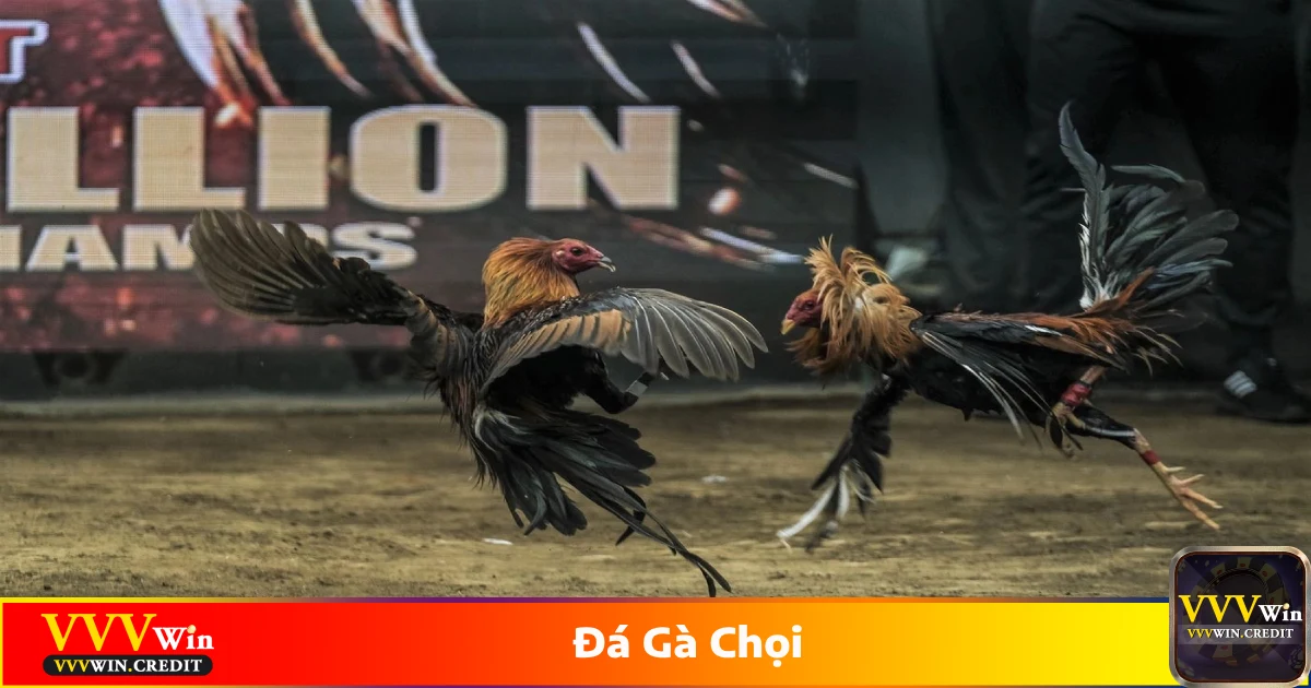 Đá Gà Chọi - Cách Cá Cược Đá Gà Trực Tuyến Tại VVVWin 4 Cách chọn chiến kê mạnh để đặt cược