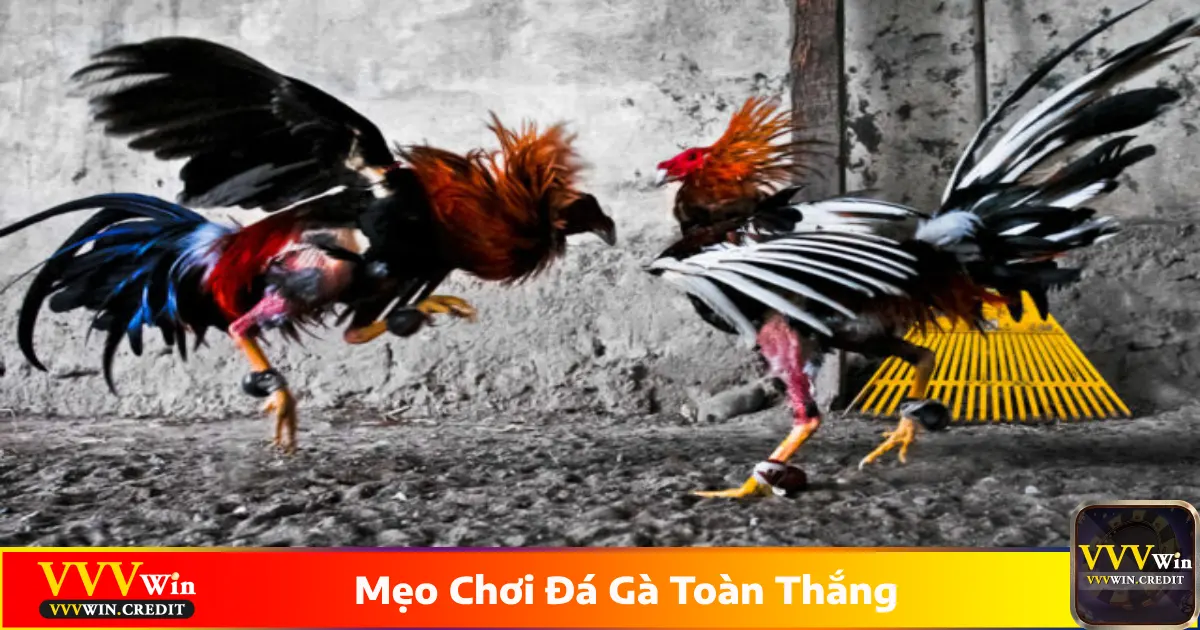 Mẹo Chơi Đá Gà Toàn Thắng Đánh Bại Mọi Đối Thủ Tại VVVWin 3 Những mẹo chơi đá gà toàn thắng